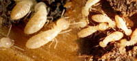 Termite Control